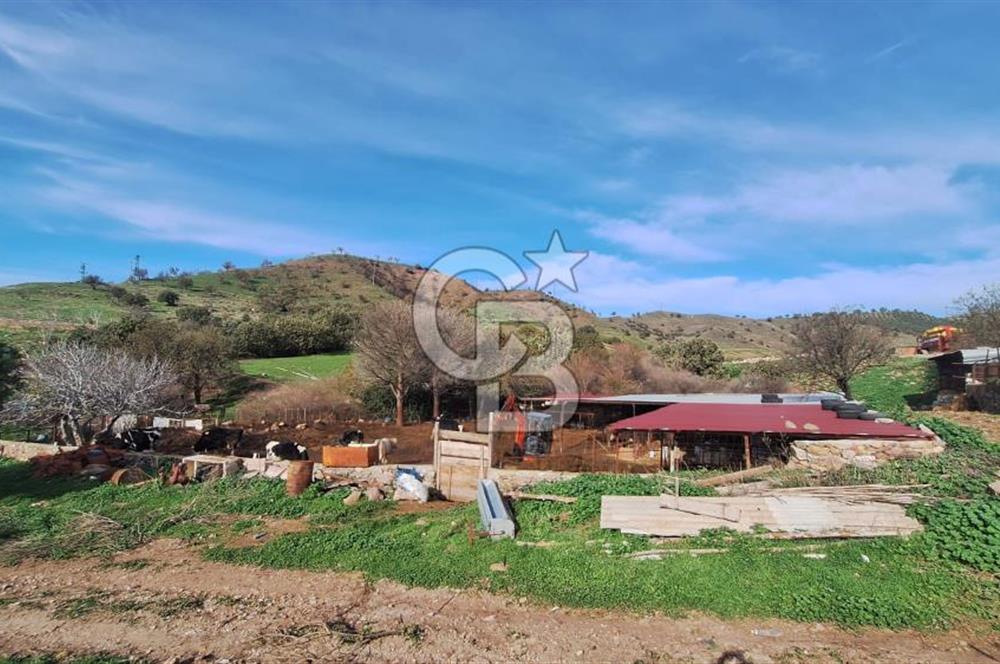 ÇANAKKALE AYVACIK KÖSEDEREDE 820 M² SATILIK ARSA