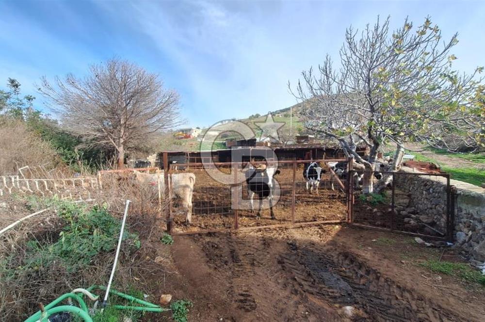 ÇANAKKALE AYVACIK KÖSEDEREDE 820 M² SATILIK ARSA