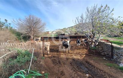 ÇANAKKALE AYVACIK KÖSEDEREDE 820 M² SATILIK ARSA