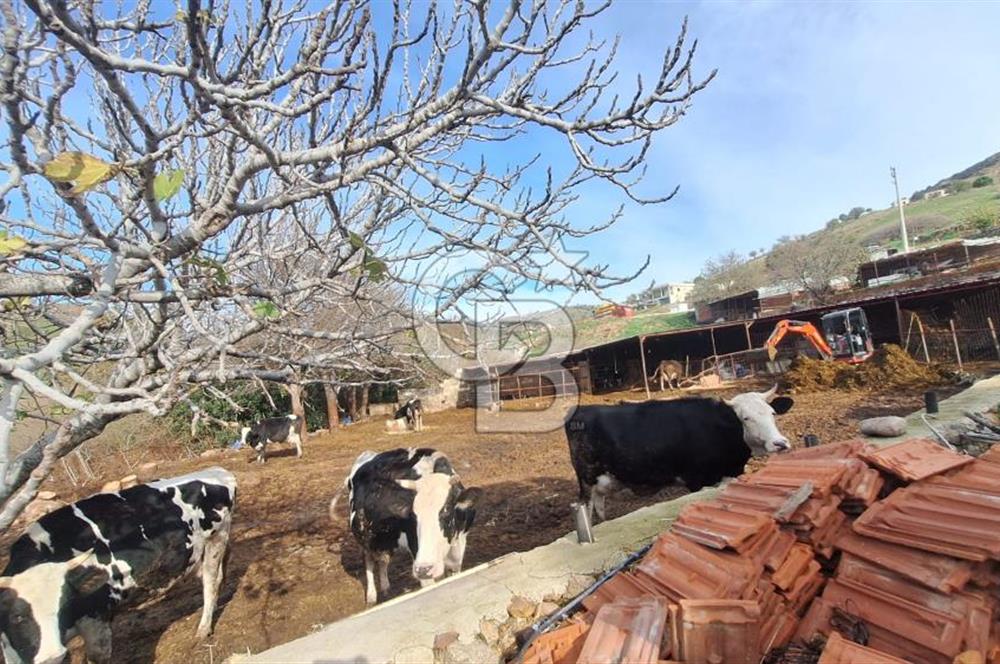 ÇANAKKALE AYVACIK KÖSEDEREDE 820 M² SATILIK ARSA