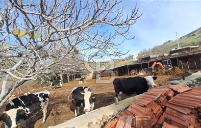 ÇANAKKALE AYVACIK KÖSEDEREDE 820 M² SATILIK ARSA