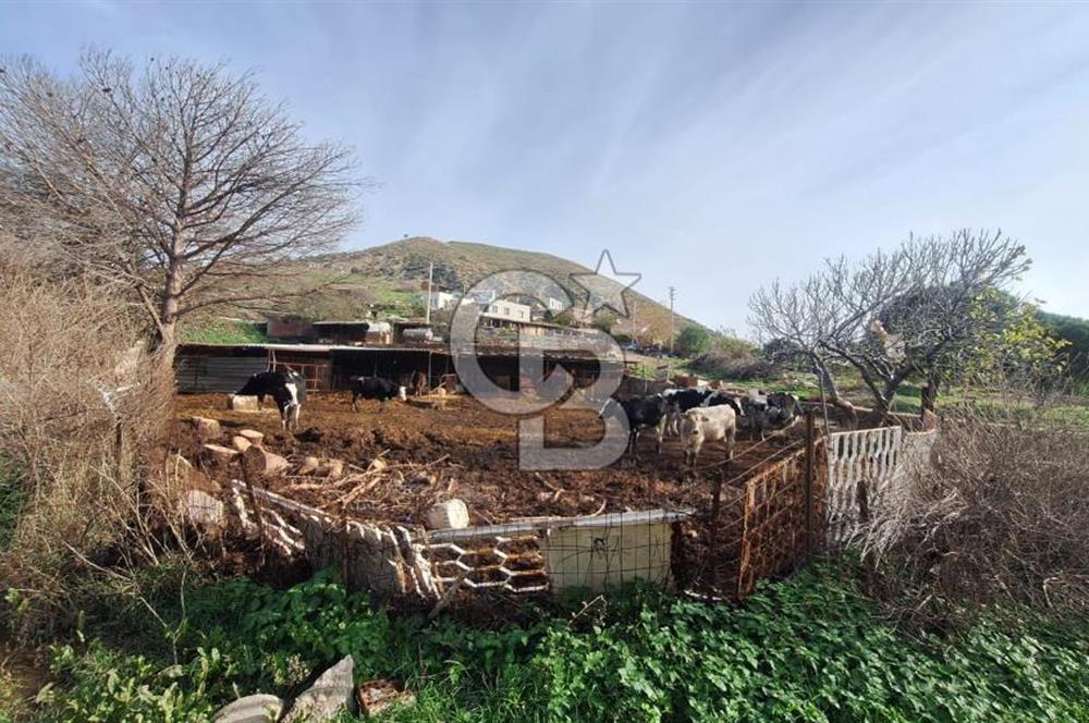 ÇANAKKALE AYVACIK KÖSEDEREDE 820 M² SATILIK ARSA