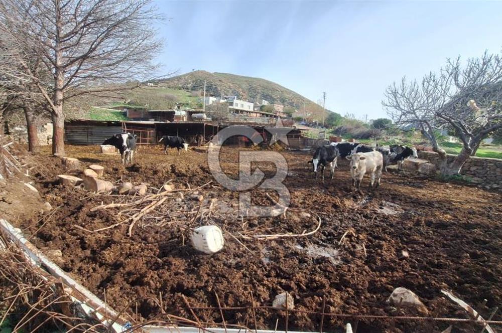 ÇANAKKALE AYVACIK KÖSEDEREDE 820 M² SATILIK ARSA