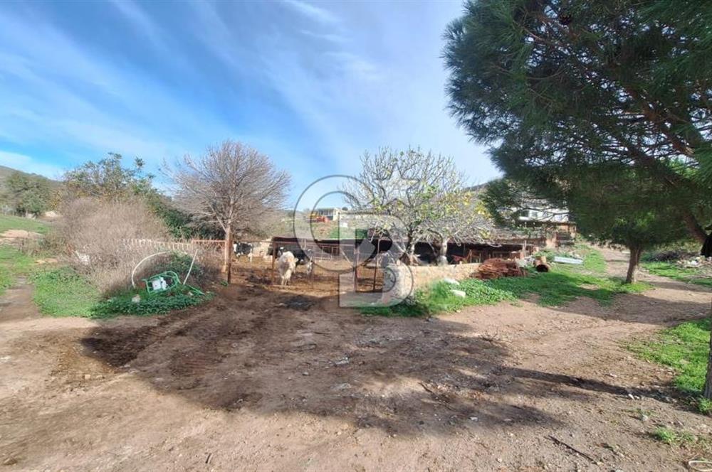 ÇANAKKALE AYVACIK KÖSEDEREDE 820 M² SATILIK ARSA