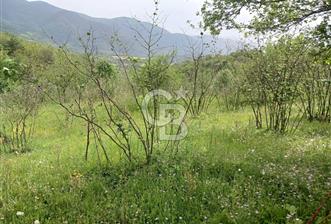 MUDURNU GÖKÖREN DE KÖY İÇİ 4887 M2 TARLA - 1 - 320678