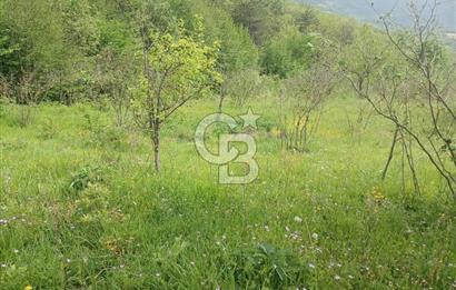 MUDURNU GÖKÖREN DE KÖY İÇİ 4887 M2 TARLA