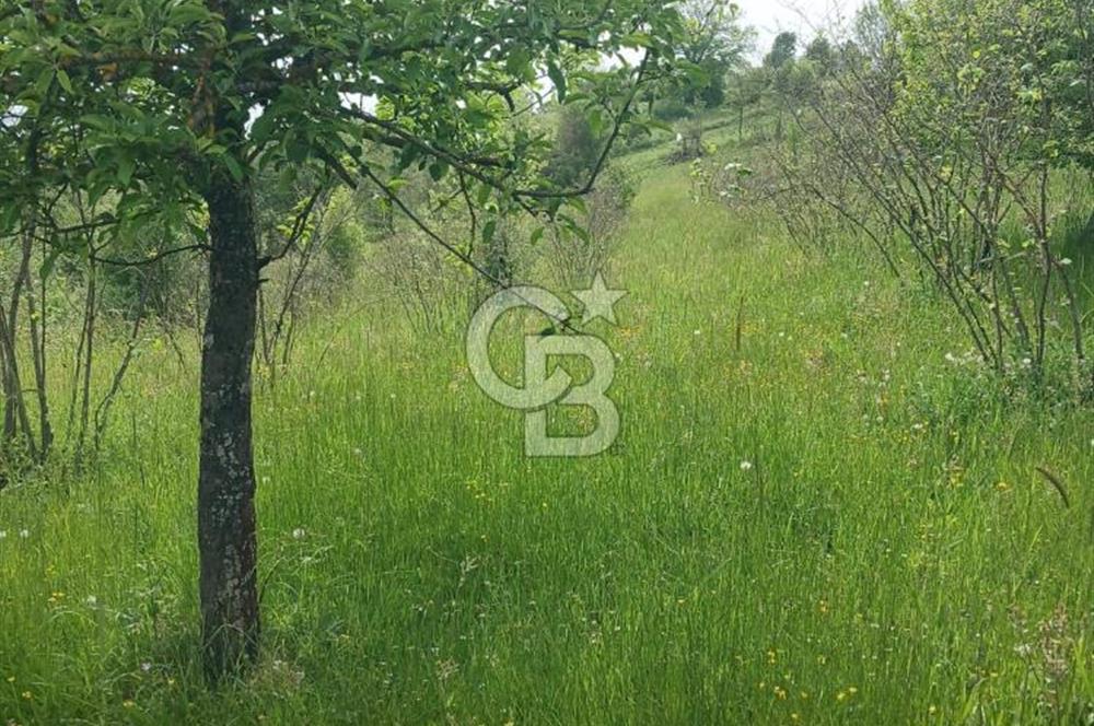 MUDURNU GÖKÖREN DE KÖY İÇİ 4887 M2 TARLA