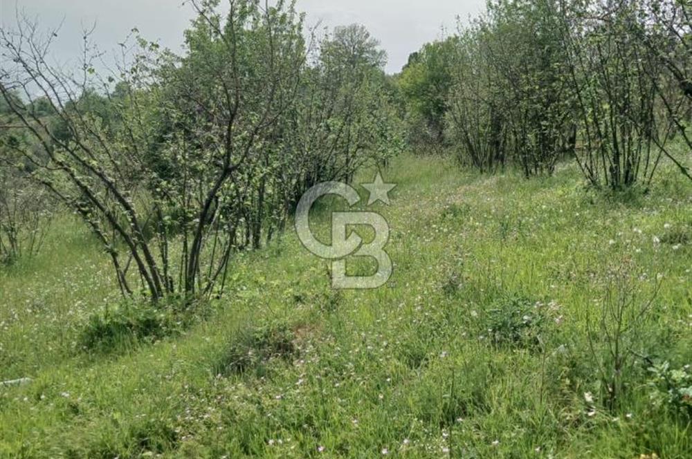 MUDURNU GÖKÖREN DE KÖY İÇİ 4887 M2 TARLA