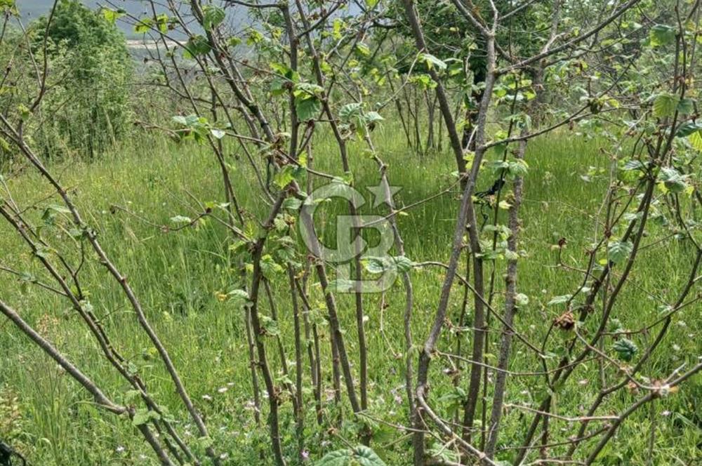 MUDURNU GÖKÖREN DE KÖY İÇİ 4887 M2 TARLA