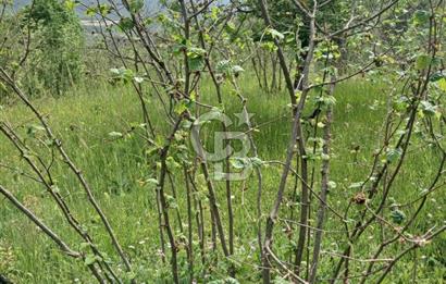 MUDURNU GÖKÖREN DE KÖY İÇİ 4887 M2 TARLA