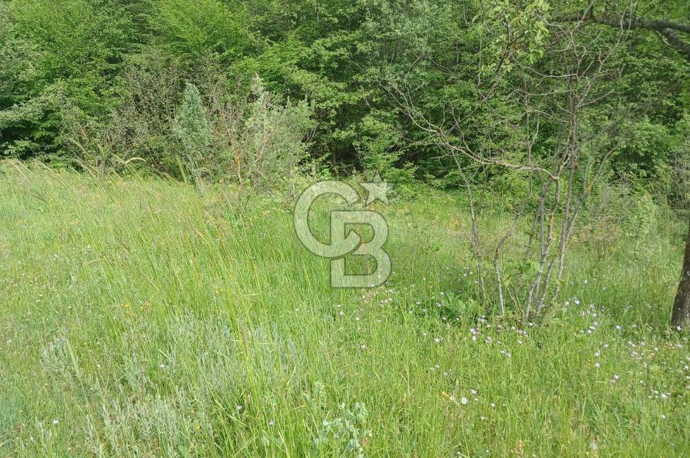 MUDURNU GÖKÖREN DE KÖY İÇİ 4887 M2 TARLA