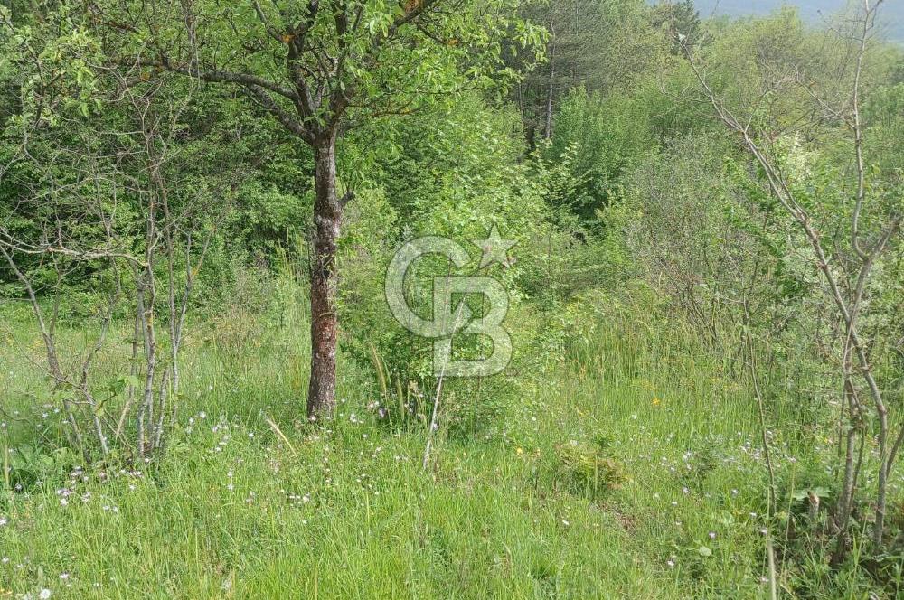 MUDURNU GÖKÖREN DE KÖY İÇİ 4887 M2 TARLA