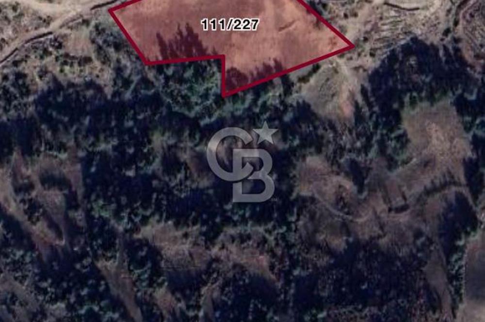 MANİSA AHMETLİ KANLICEVİZ MEVKİİ TEK TAPU SATILIK TARLA