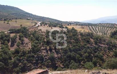 MANİSA AHMETLİ KANLICEVİZ MEVKİİ TEK TAPU SATILIK TARLA