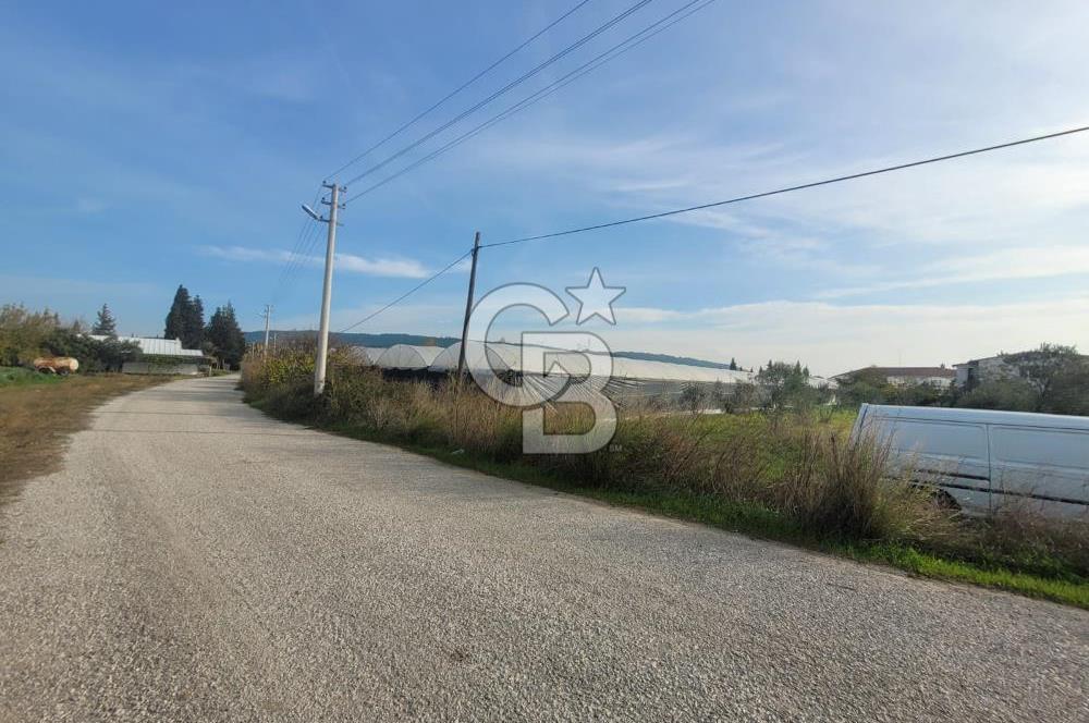 Urla Kuşçular da Satılık Tarla