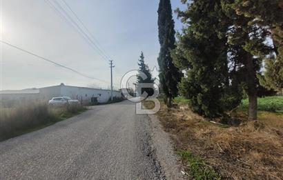 Urla Kuşçular da Satılık Tarla