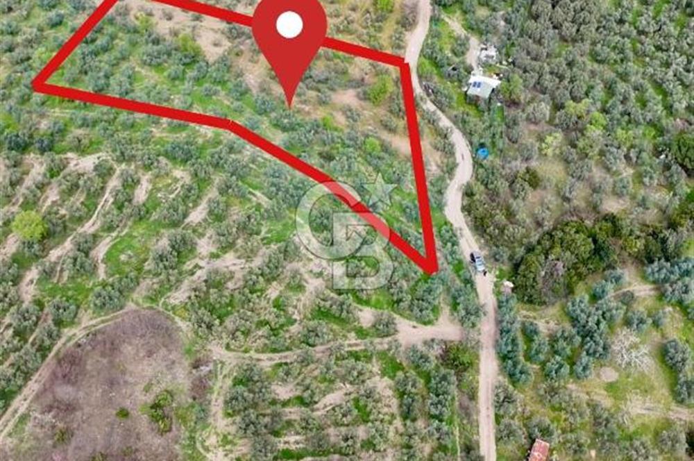 Mudanya Kumyaka'da Yolu Olan Yatırımlık Arazi (Araç Takaslı)