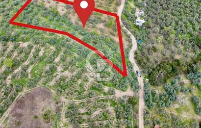 Mudanya Kumyaka'da Yolu Olan Yatırımlık Arazi (Araç Takaslı)