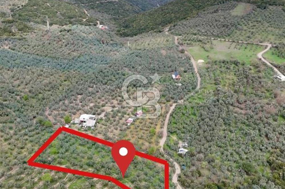 Mudanya Kumyaka'da Yolu Olan Yatırımlık Arazi (Araç Takaslı)