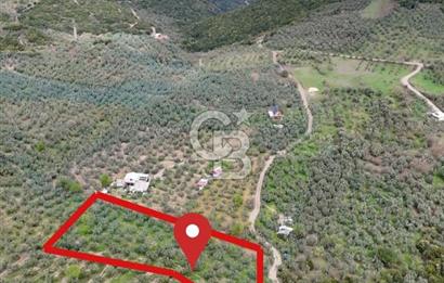 Mudanya Kumyaka'da Yolu Olan Yatırımlık Arazi (Araç Takaslı)