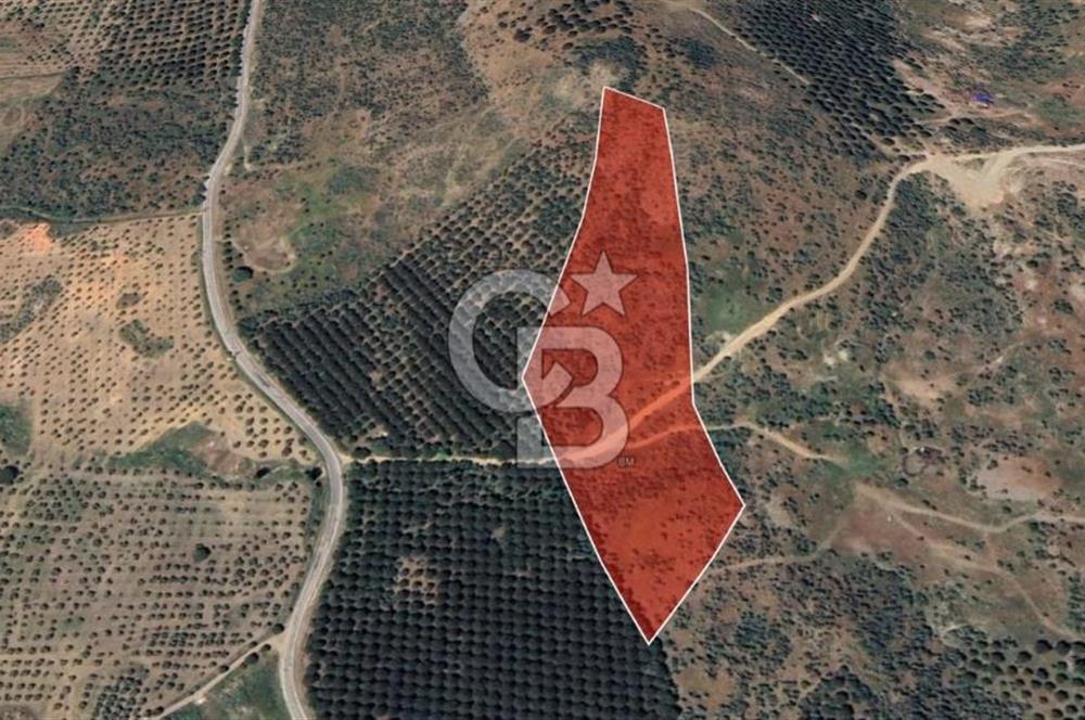 Gömeç ulubeylerde 17 dönüm tarla