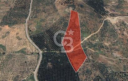 Gömeç ulubeylerde 17 dönüm tarla