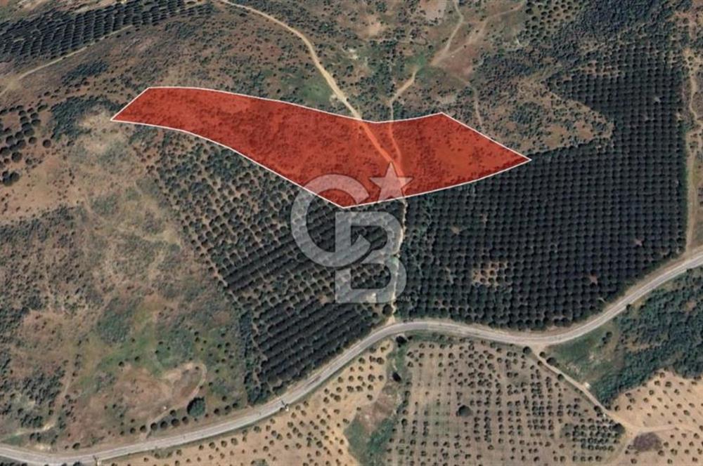 Gömeç ulubeylerde 17 dönüm tarla