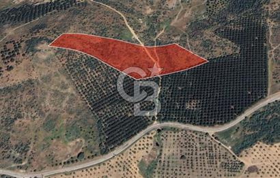 Gömeç ulubeylerde 17 dönüm tarla