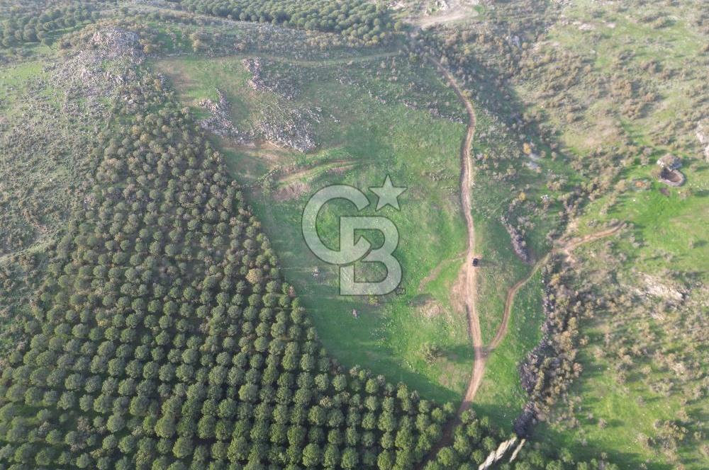 Gömeç ulubeylerde 17 dönüm tarla