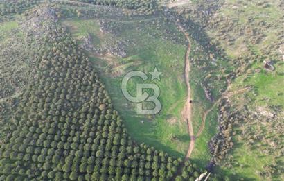 Gömeç ulubeylerde 17 dönüm tarla