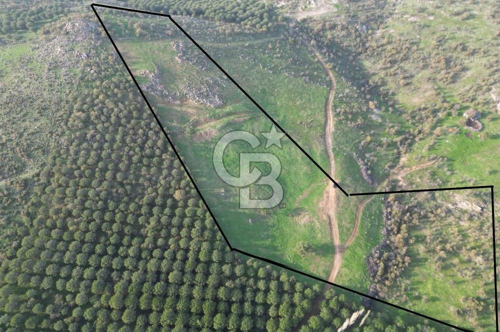 Gömeç ulubeylerde 17 dönüm tarla