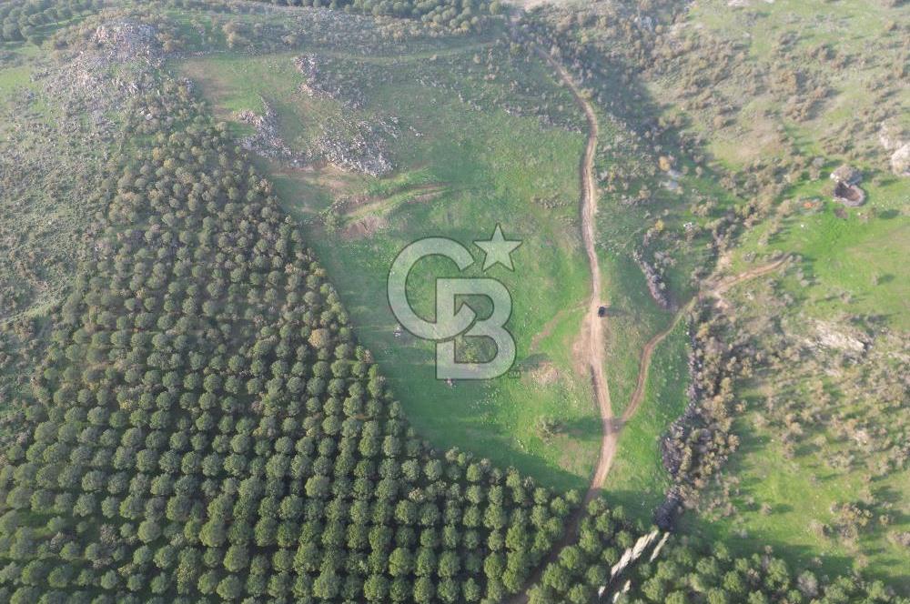 Gömeç ulubeylerde 17 dönüm tarla