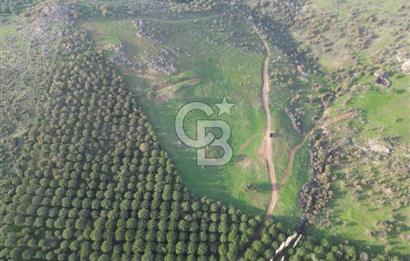 Gömeç ulubeylerde 17 dönüm tarla