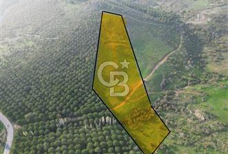 Gömeç ulubeylerde 17 dönüm tarla - 8 - 320739