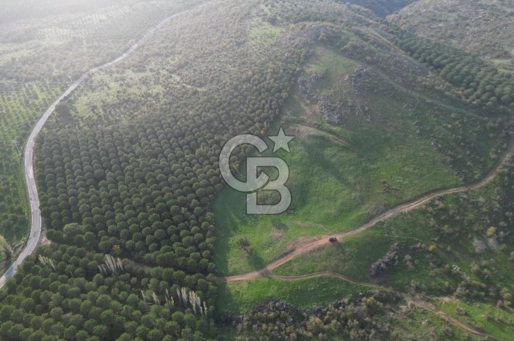 Gömeç ulubeylerde 17 dönüm tarla