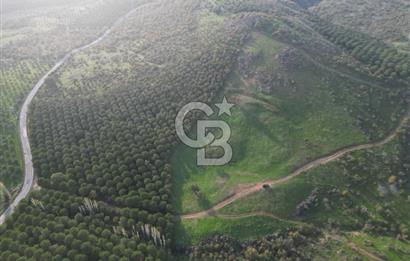 Gömeç ulubeylerde 17 dönüm tarla