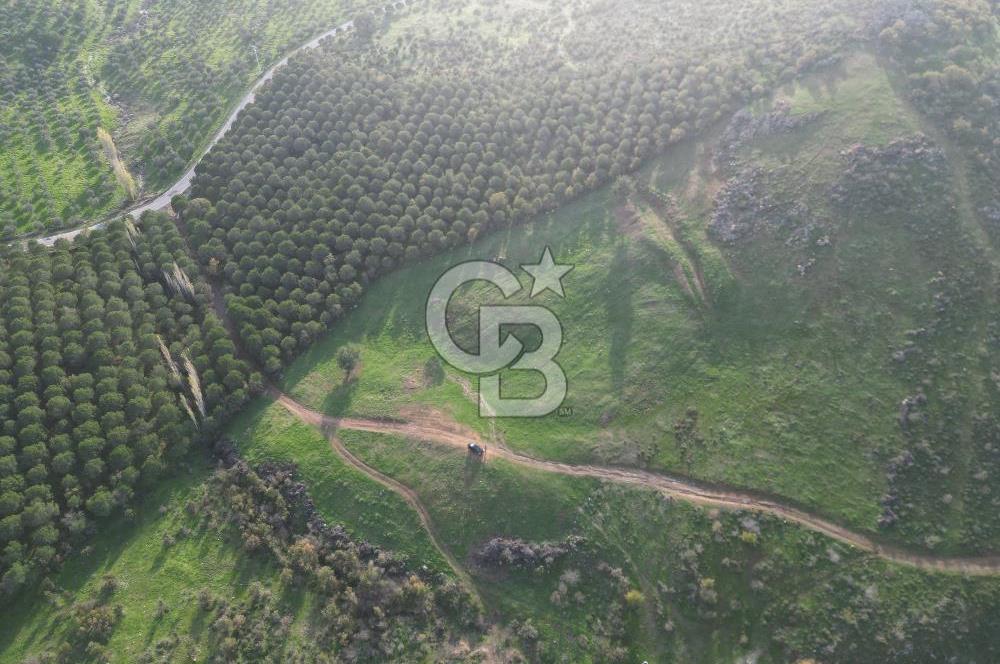 Gömeç ulubeylerde 17 dönüm tarla