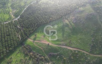 Gömeç ulubeylerde 17 dönüm tarla