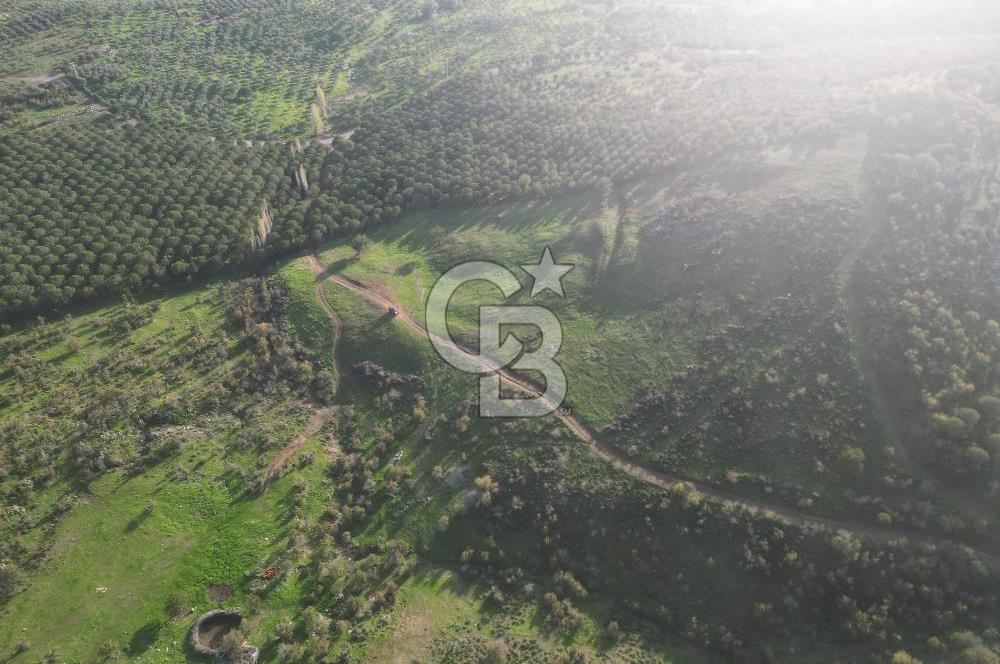 Gömeç ulubeylerde 17 dönüm tarla