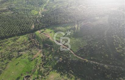 Gömeç ulubeylerde 17 dönüm tarla