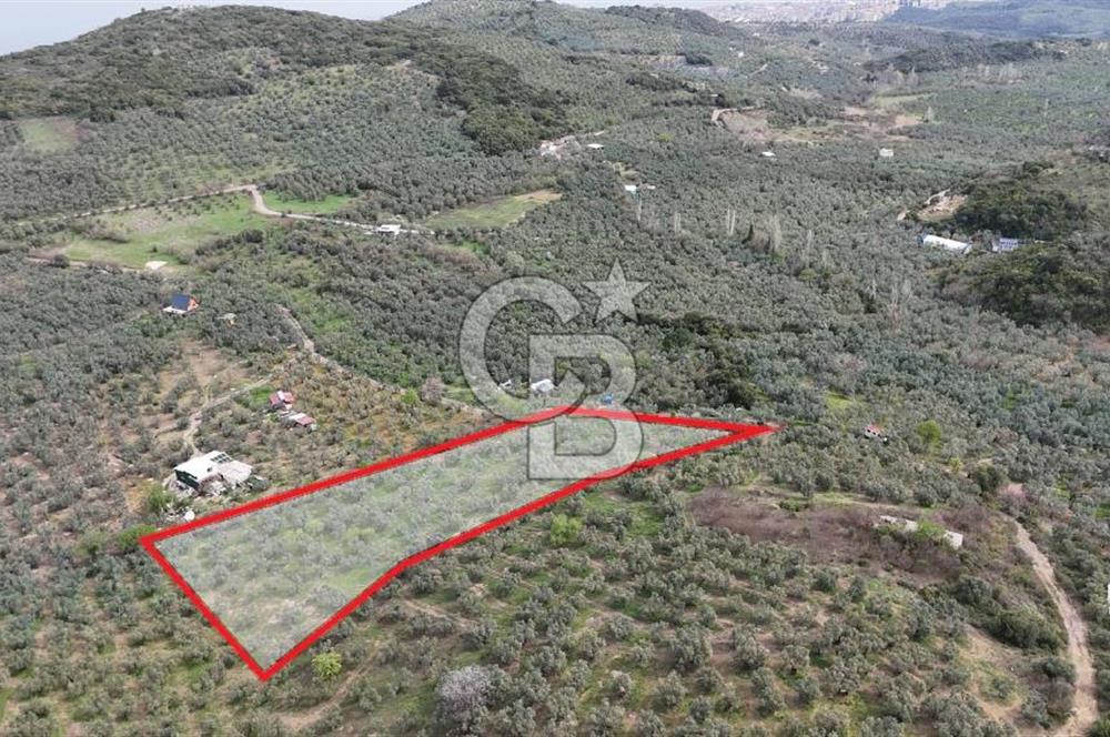 Mudanya Kumyaka'da Yolu Olan Yatırımlık Arazi (Araç Takaslı)