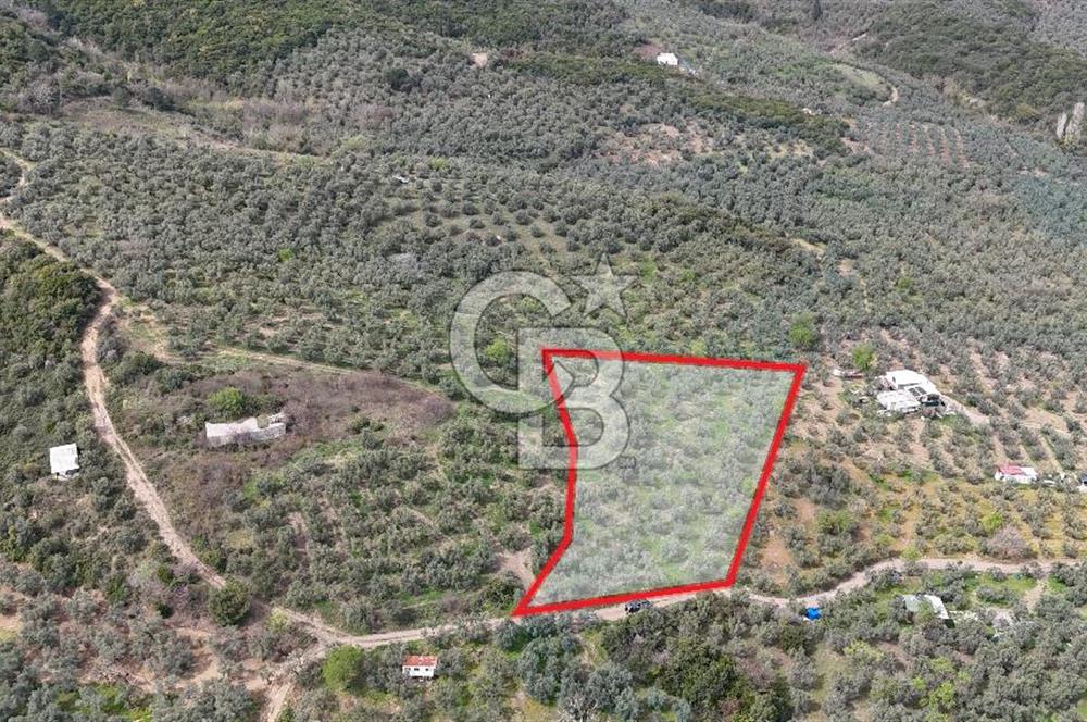 Mudanya Kumyaka'da Yolu Olan Yatırımlık Arazi (Araç Takaslı)