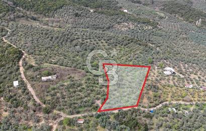 Mudanya Kumyaka'da Yolu Olan Yatırımlık Arazi (Araç Takaslı)