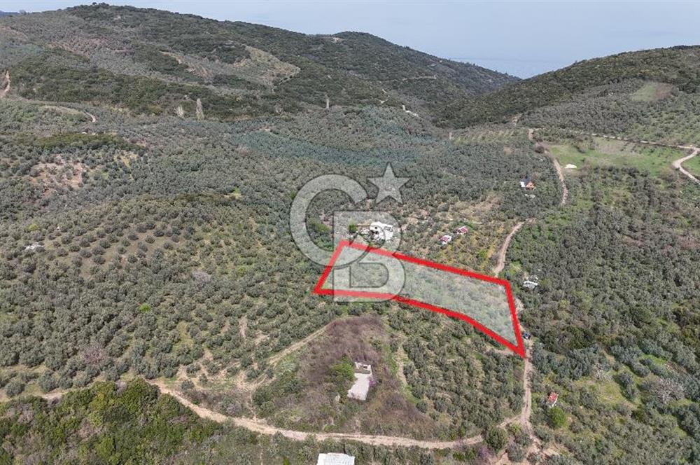 Mudanya Kumyaka'da Yolu Olan Yatırımlık Arazi (Araç Takaslı)