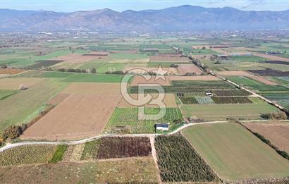 Bayındır 7.119 m² Tarla 107 m² Çelik Ev 250 Zeytin Ağacı 