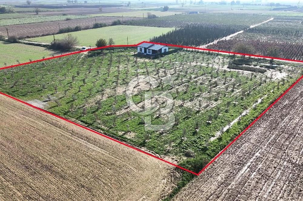 Bayındır 7.119 m² Tarla 107 m² Çelik Ev 250 Zeytin Ağacı 