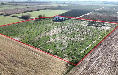 Bayındır 7.119 m² Tarla 107 m² Çelik Ev 250 Zeytin Ağacı 