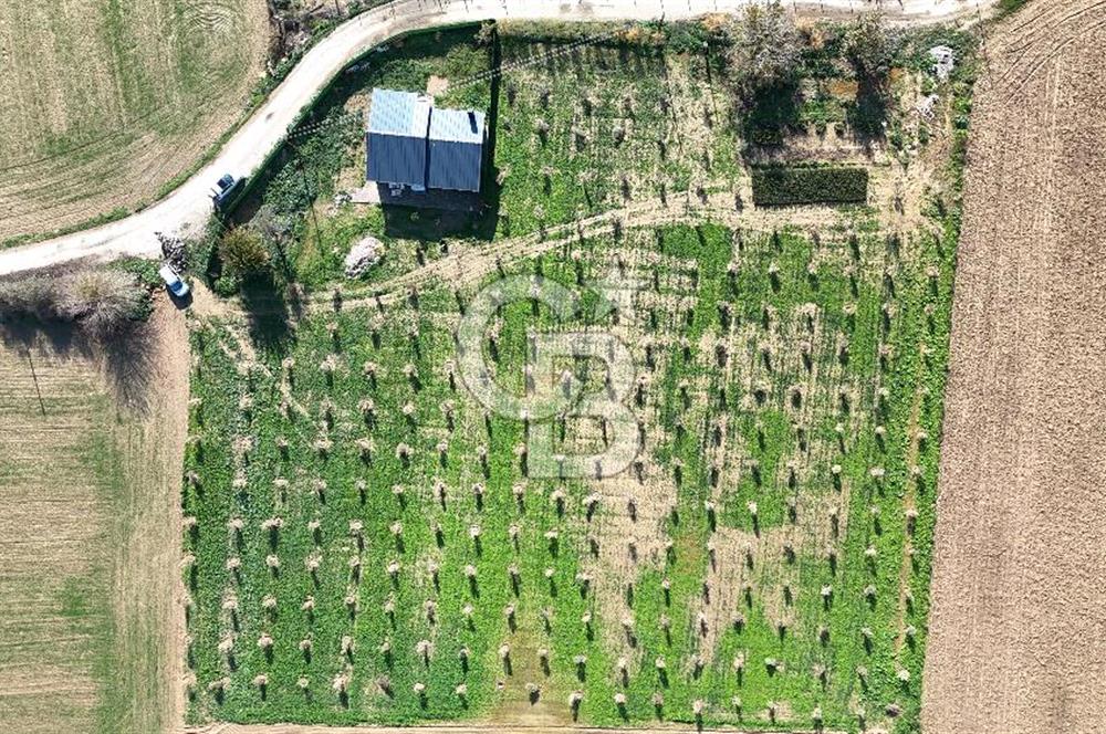 Bayındır 7.119 m² Tarla 107 m² Çelik Ev 250 Zeytin Ağacı 