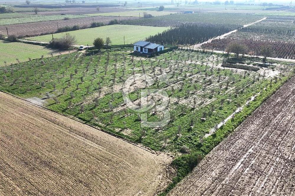 Bayındır 7.119 m² Tarla 107 m² Çelik Ev 250 Zeytin Ağacı 