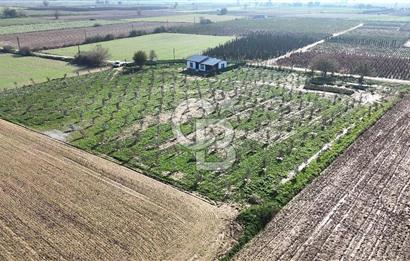 Bayındır 7.119 m² Tarla 107 m² Çelik Ev 250 Zeytin Ağacı 